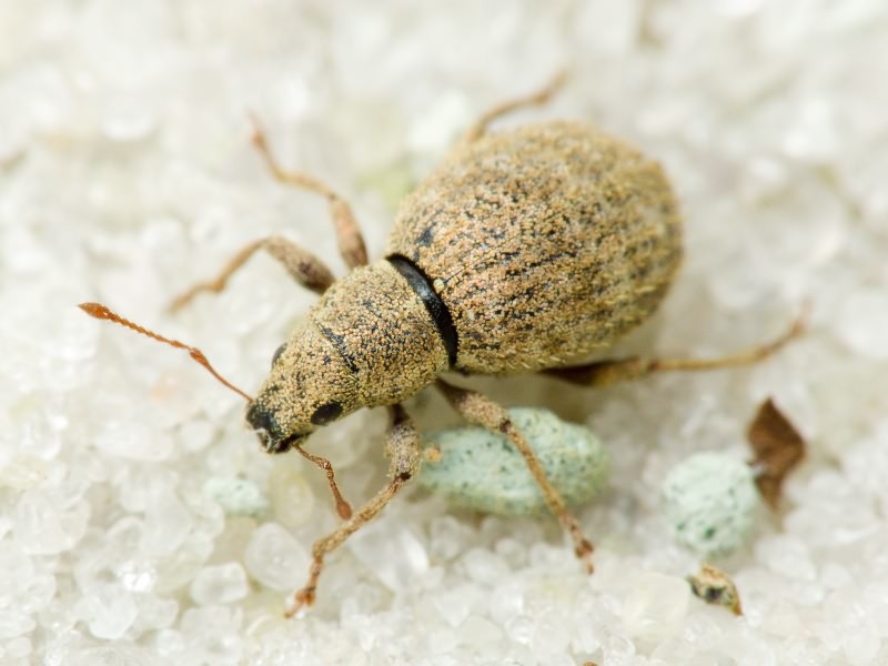 Sciaphilus asperatus (Bonsdorff, 1785)